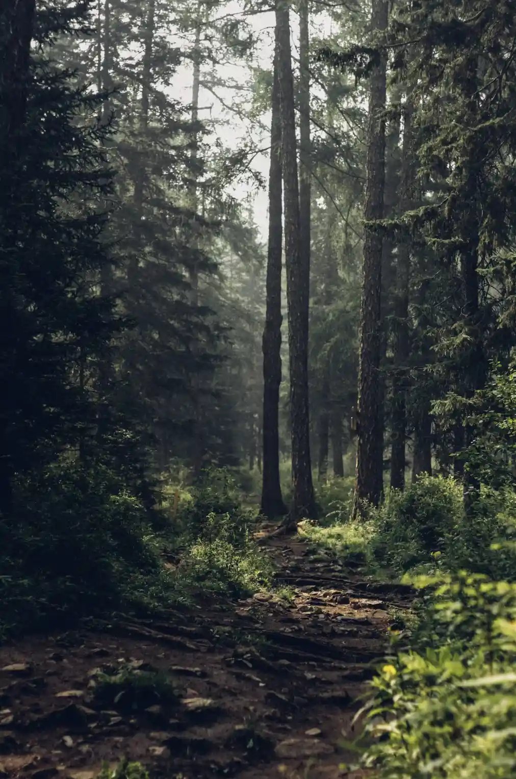 Forêt gérée durablement par un groupement forestier