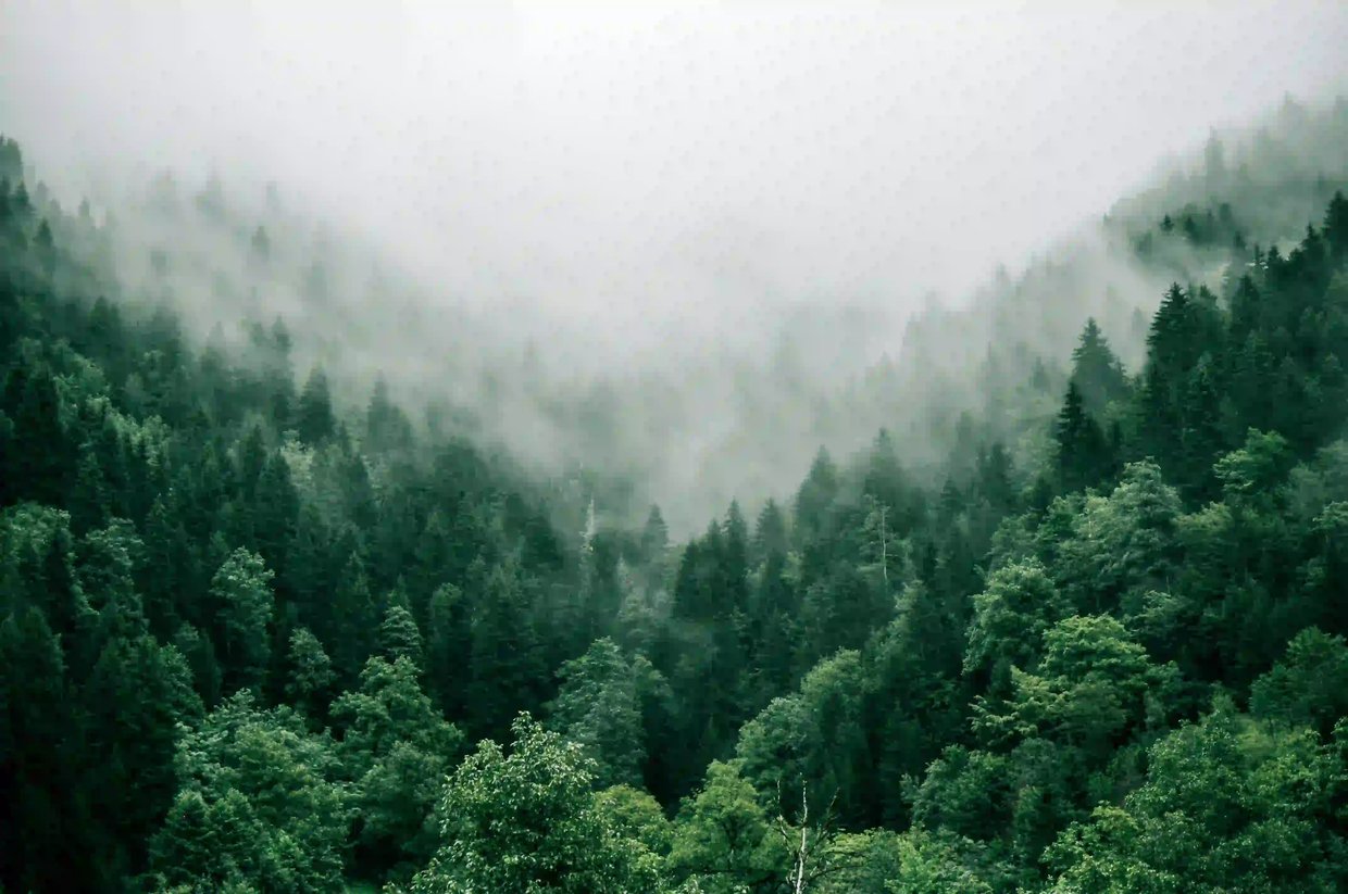 Forêt française financée par un groupement forestier d'investissement